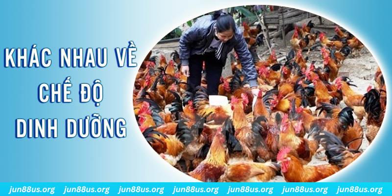 Đại Chiến Đỏ Đen
