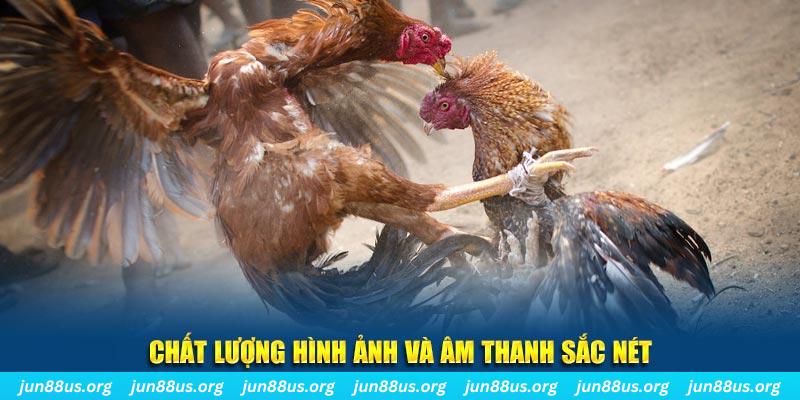 ga179 gà chọi tiêu phong
