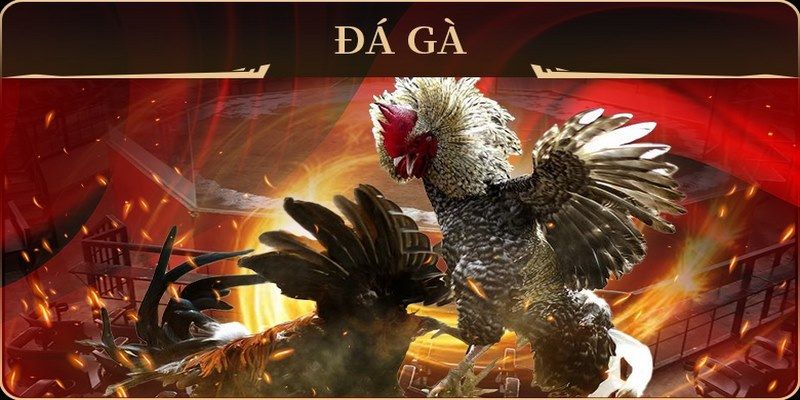 ga179 đá gà trực tiếp campuchia